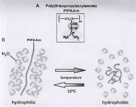  N-Isopropylacrylamide:  미래 의료기기로 떠오르는 온도 응답성 고분자의 놀라운 세상!